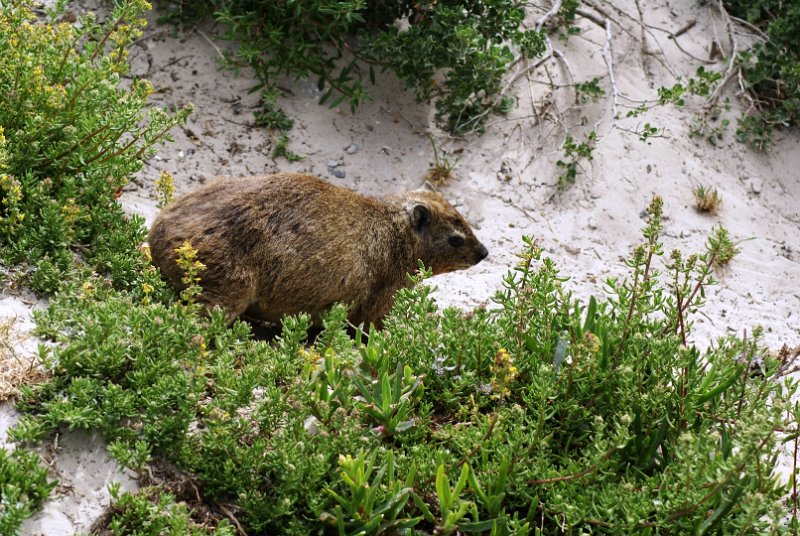 p (54).JPG - Dassie                     
